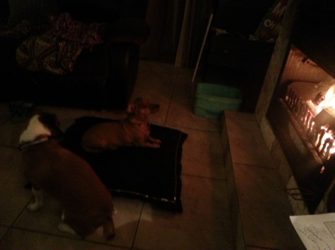 Dogs in front of fire.