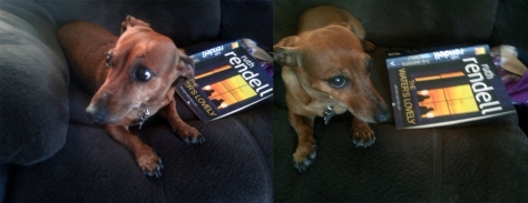 Ruth Rendell book and sausage dog