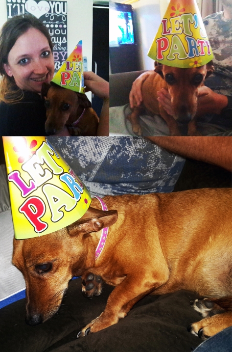 Dog in birthday hat