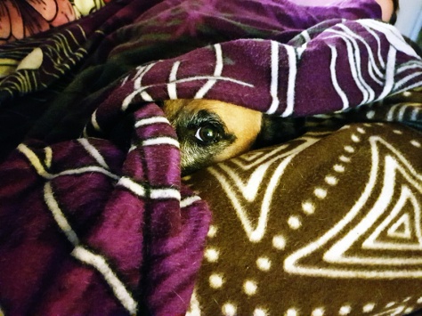 Dog in blankets