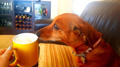 Dog smelling coffee