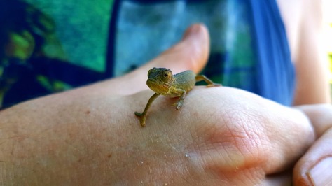 Husband found this sweet little chameleon while busy in the garden on Sunday.