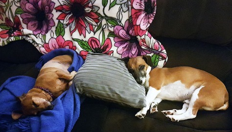 Sleepy doglets on the couch that evening.