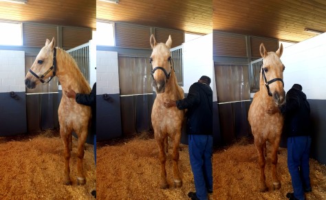 This is a cremello (blonde) horse. Fancy Boy lives in the stables at Cavalli and celebrated his 13th birthday on the day of our visit!